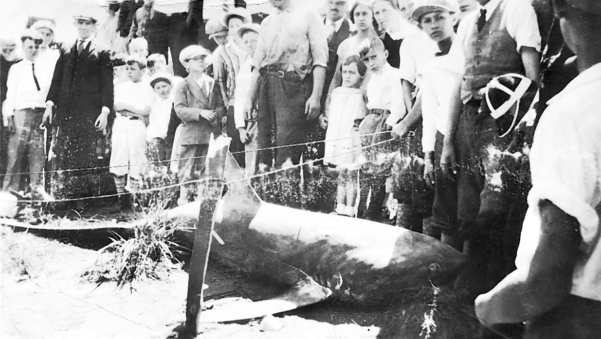 A thresher shark on display One of the many 1916 man-eaters Twelve Days of - photo 1
