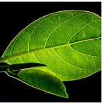 Two different leaves with wavy edges Two different compound leaves with - photo 17