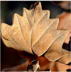 Two different compound leaves with small leaflets Two different simple - photo 18