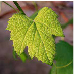 Two different leaves that are orange red or purple Two different leaves - photo 26