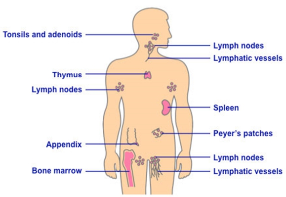 Main Parts of Immune System The immune system organs are called lymphoid - photo 5