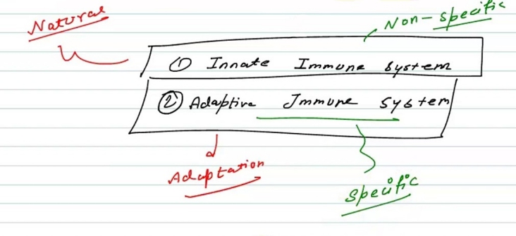 Types of Immune System Our immune system can be divided into two subsystems - photo 6