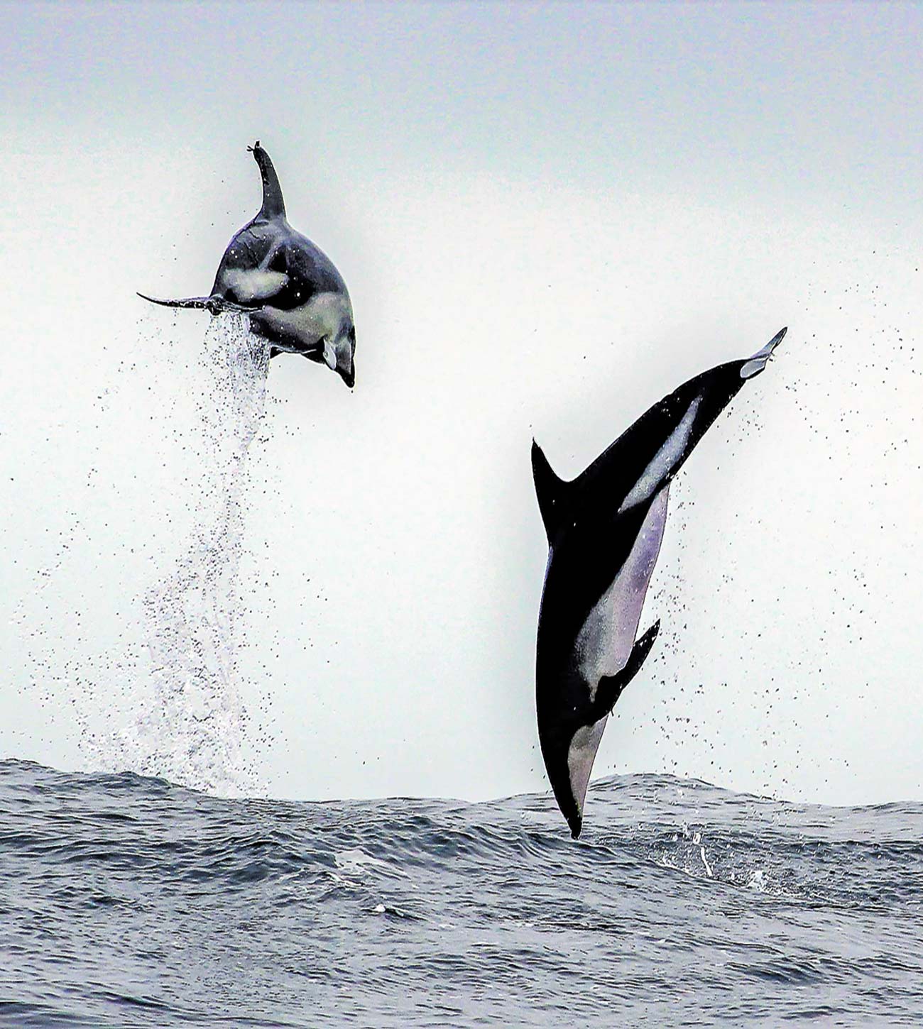 dolphins Glaciar OHiggins Superlative in beauty and scale and at times - photo 6