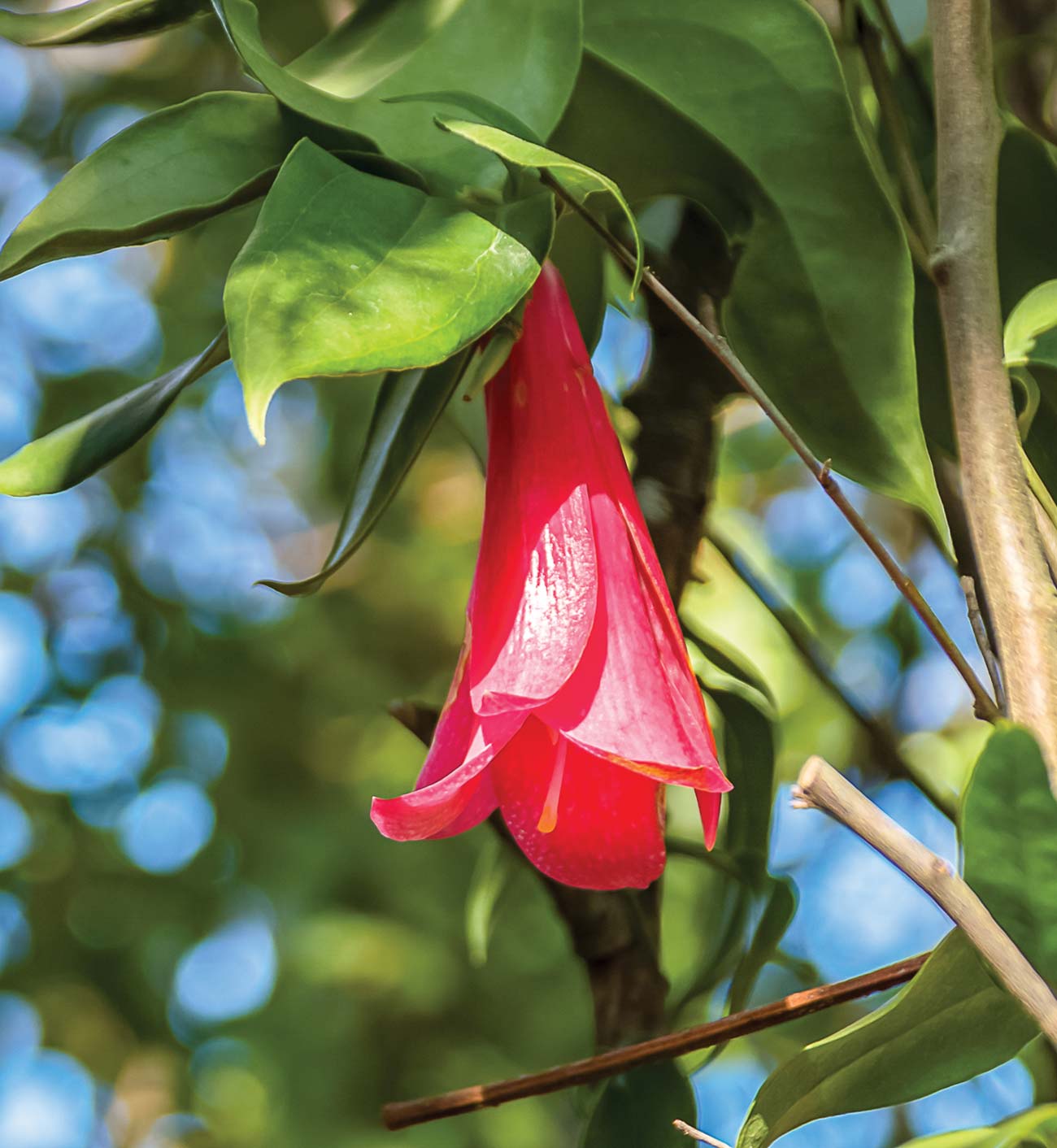 the national flower of Chile the copihue Santiagos Plaza de Armas - photo 8