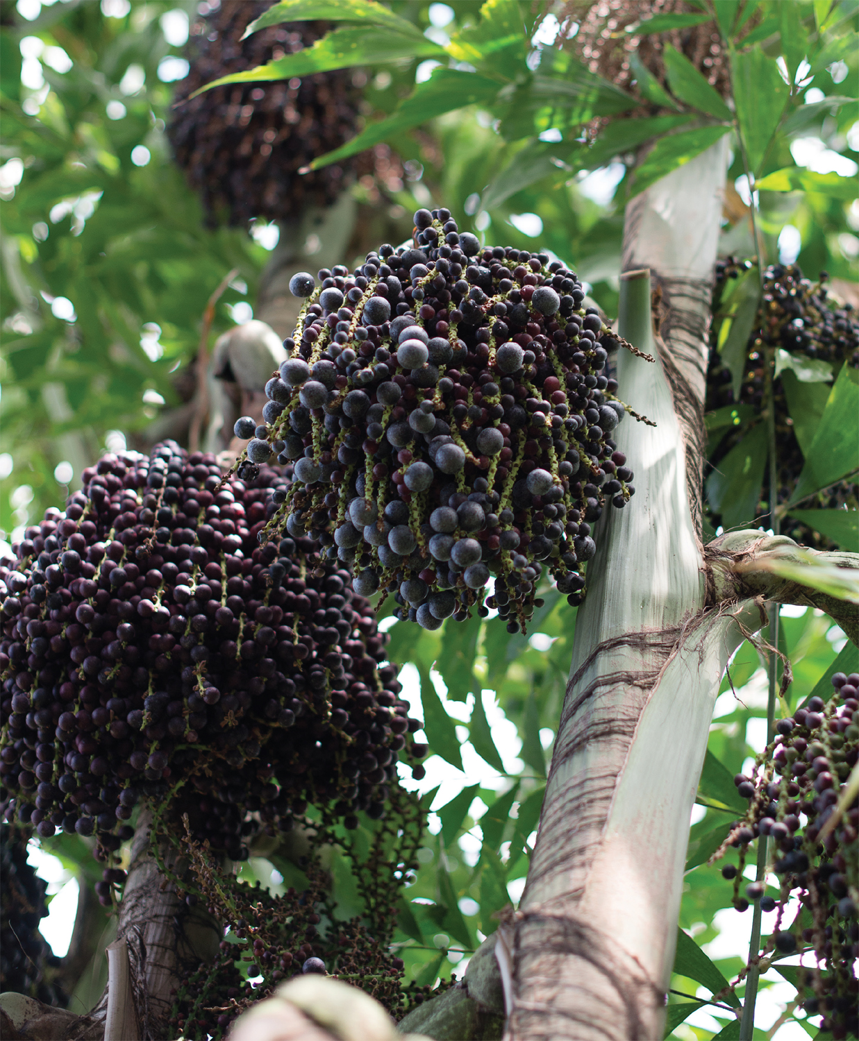 PART 1 The Powerful Acai Berry A cai has become a mainstream flavor thats - photo 5