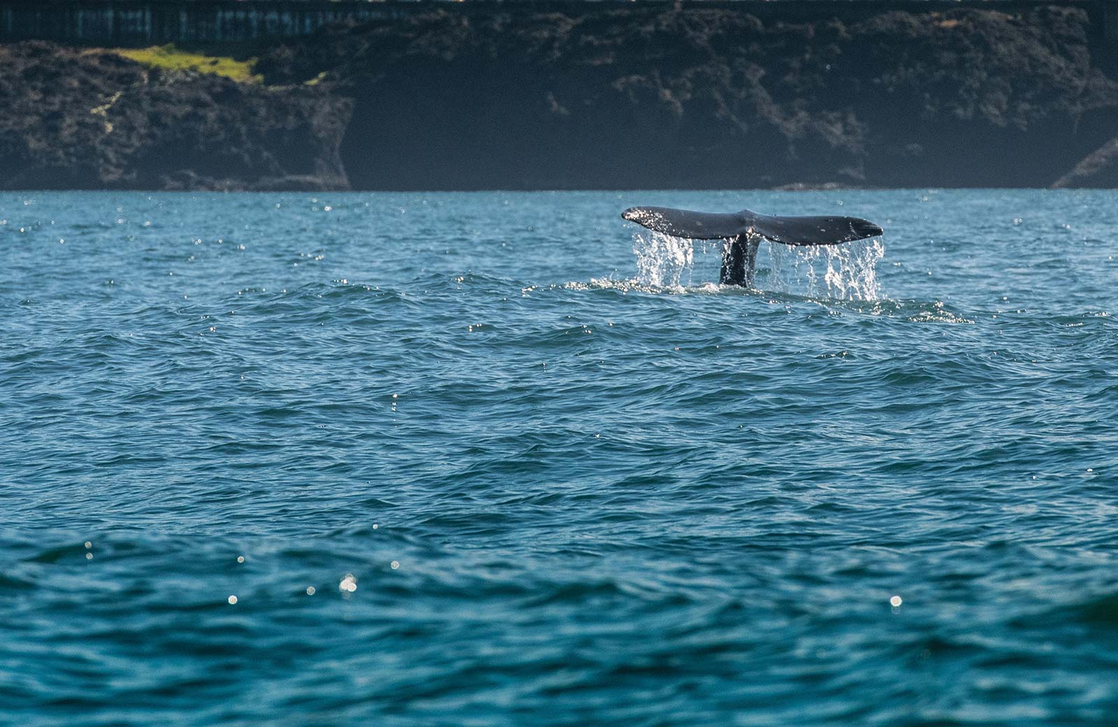 Go capital you can spot these magnificent creatures from land or sea - photo 18