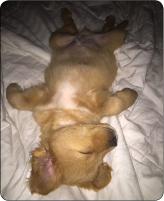 Say hello to Jack Hes quite the sleepy pupper Thinks hes an airplane Please - photo 7