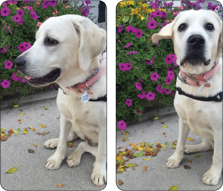 This is Holly She was thoroughly enjoying the flowers until she heard that - photo 9