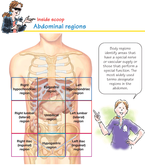 Right and left hypochondriac Contain the diaphragm portions of the kidneys - photo 15