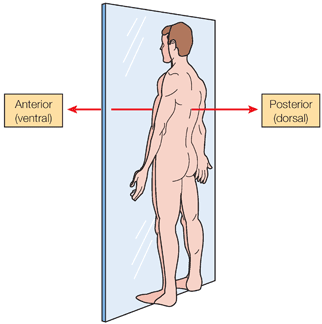 Body cavities Body cavities are spaces within the body that contain internal - photo 12