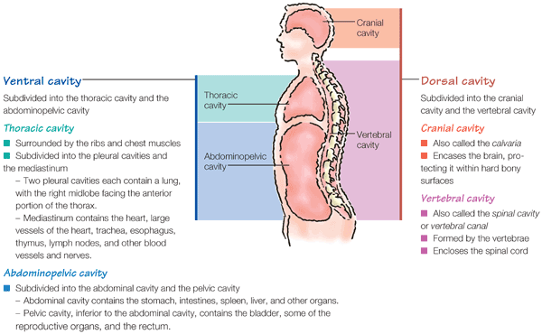 Body regions Right and left hypochondriac Contain the diaphragm portions - photo 13