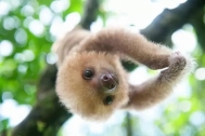 Above 3 pictures contain an animal called Sloth Now can you tell the name of - photo 3