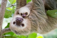 Above 3 pictures contain an animal called Sloth Now can you tell the name of - photo 4