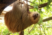 Above 3 pictures contain an animal called Sloth Now can you tell the name of - photo 5