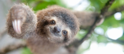 Yes of course Now you know that the above picture contains a Sloth because you - photo 6