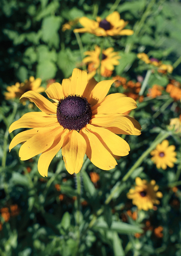 Black-eyed Susan blooms on a summers day NORTHEAST MEDICINAL PLANTS - photo 2