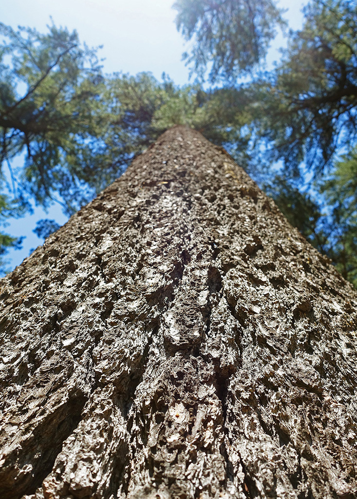 Old growth pine branches touch the sky Eastern white pine is known as the Tree - photo 6