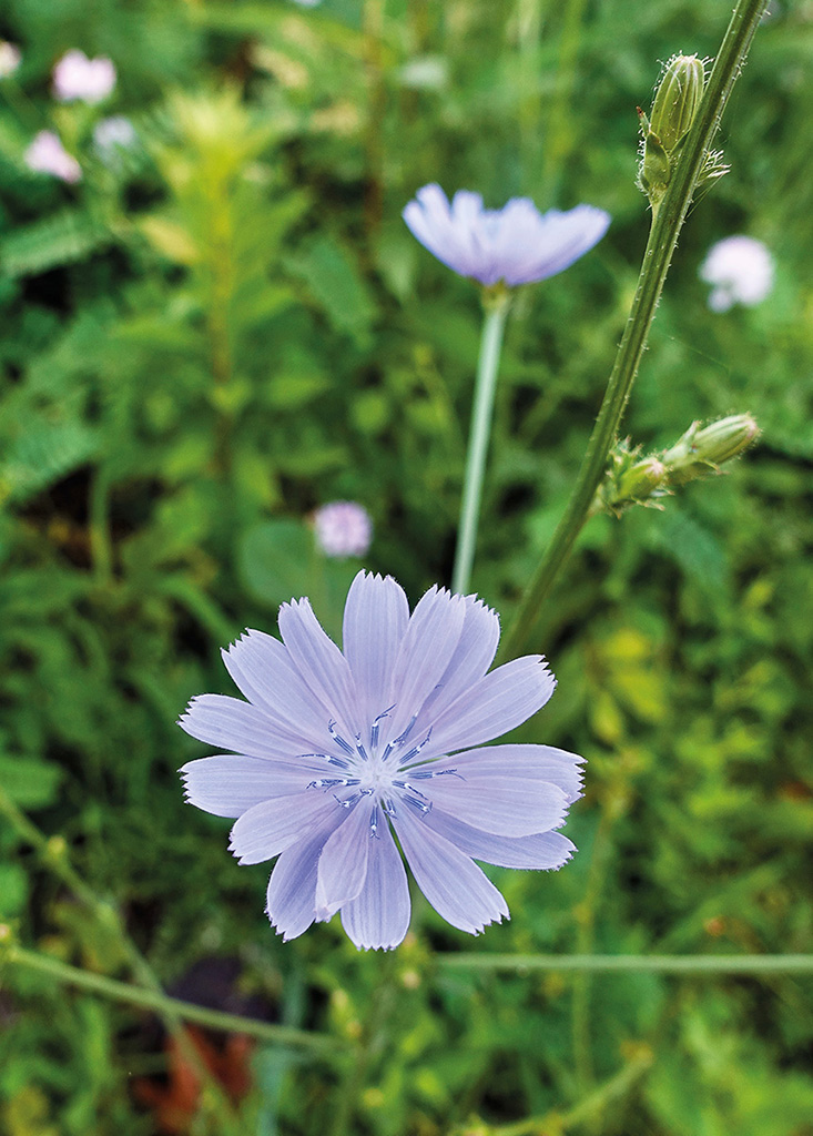 Chicory flowers open in the morning closing with the heat of the summer sun - photo 8