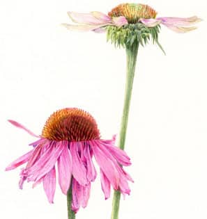 Just Draw Botanicals - photo 46