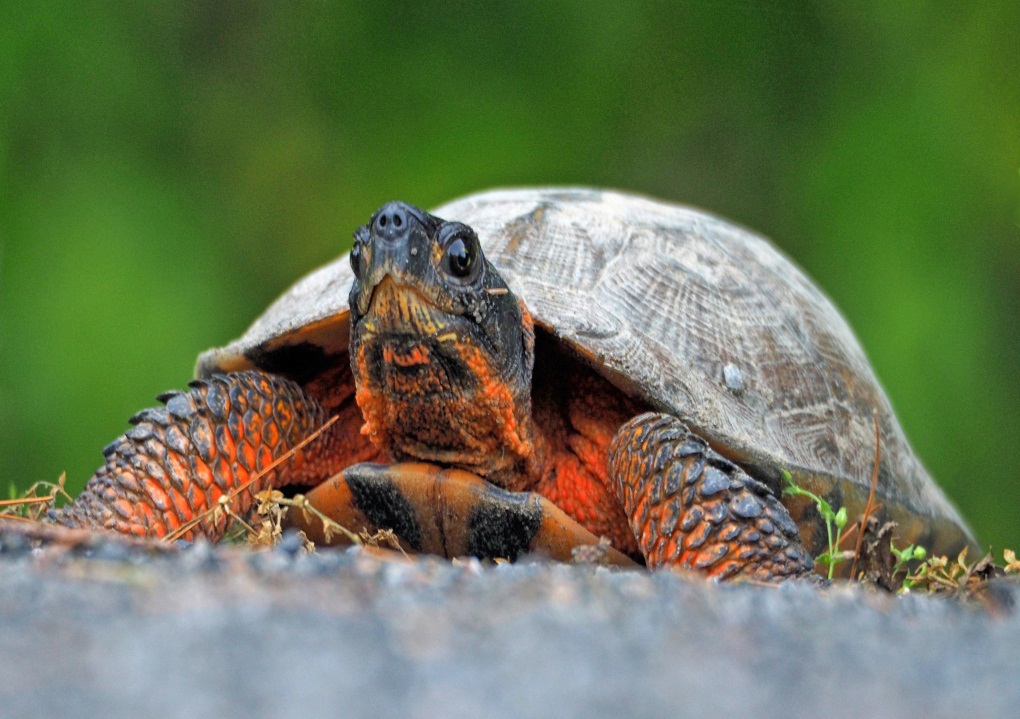 Wood turtles are a great turtle breed if you want to start taking care of - photo 2