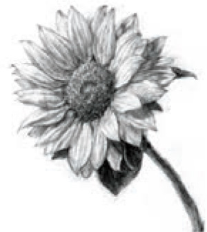 Sunflower Human Anatomical Features Hand Face - photo 15