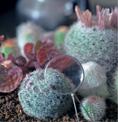 Misa Matsuyama Introduction Succulent plants originated in areas that - photo 2