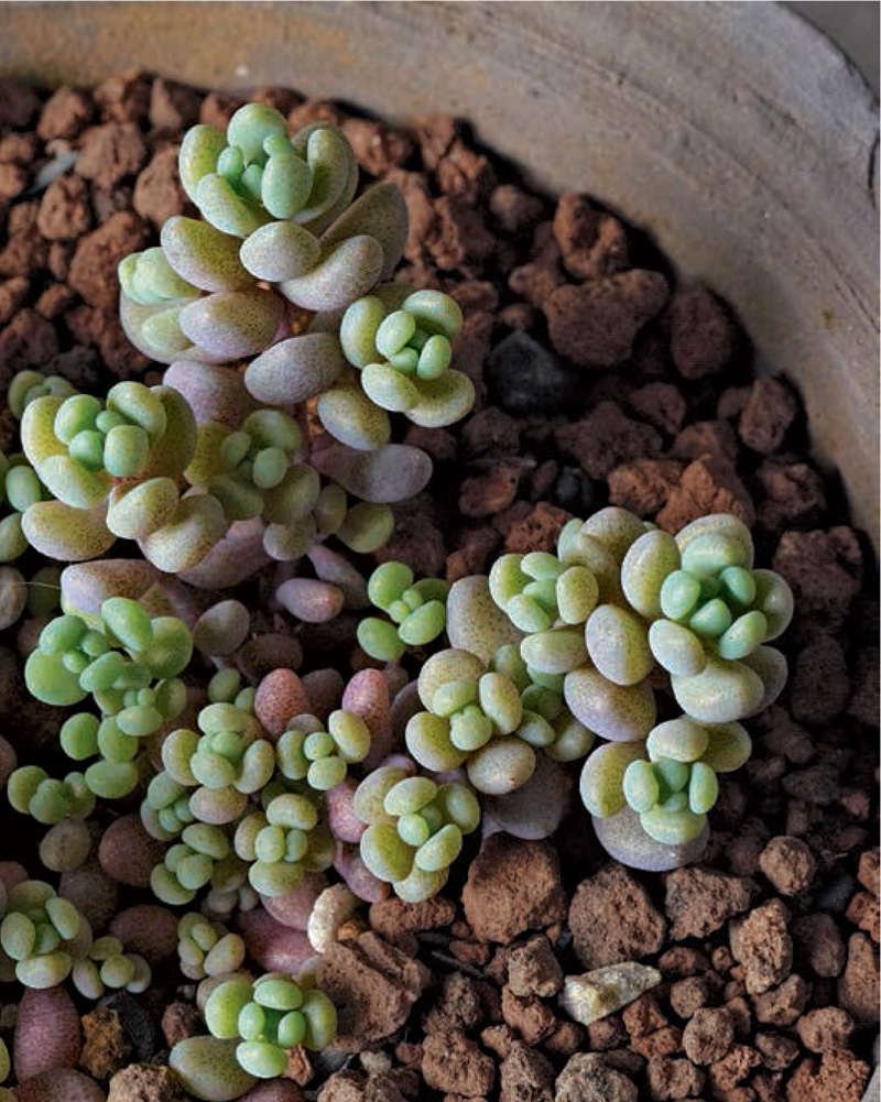 Ventilation Light shortage Growth rate Sedum dasyphyllum Corsican stone - photo 7