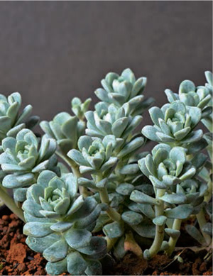 Sedum pachyphyllum Sedum pachyphyllum Ventilation Light shortage Growth - photo 18