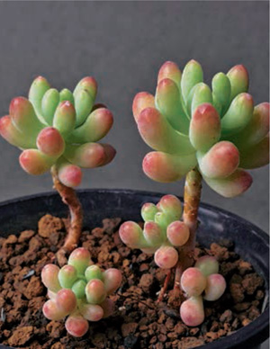 Sedum spathulifolium Sedum Rotty Ventilation Light shortage Growth rate - photo 22