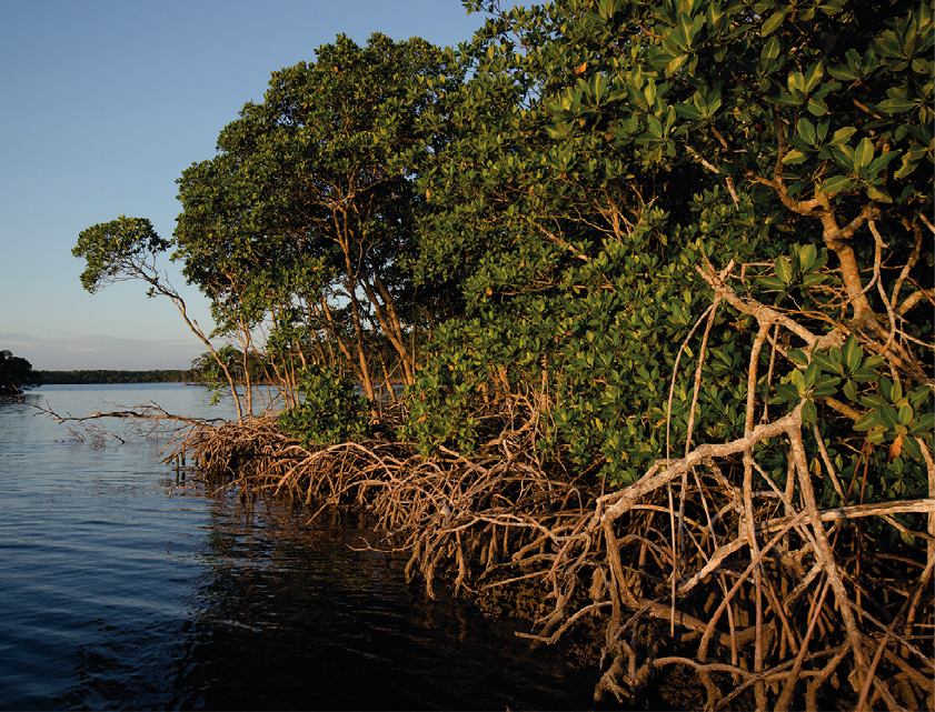 Managing land and water together is going to be key to reversing land - photo 6