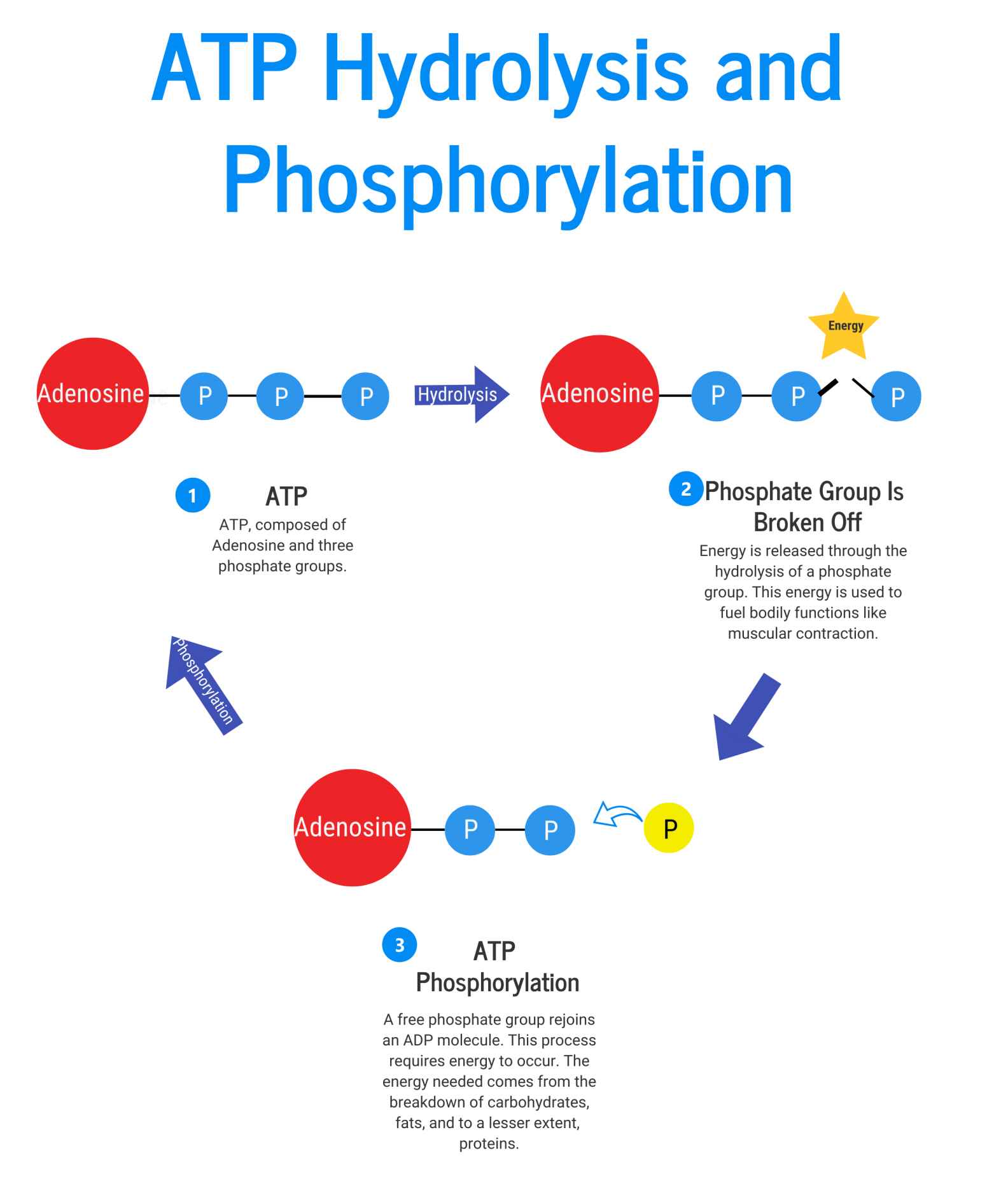 Figure 11 Phosphagen System The phosphagen system provides the majority of - photo 3