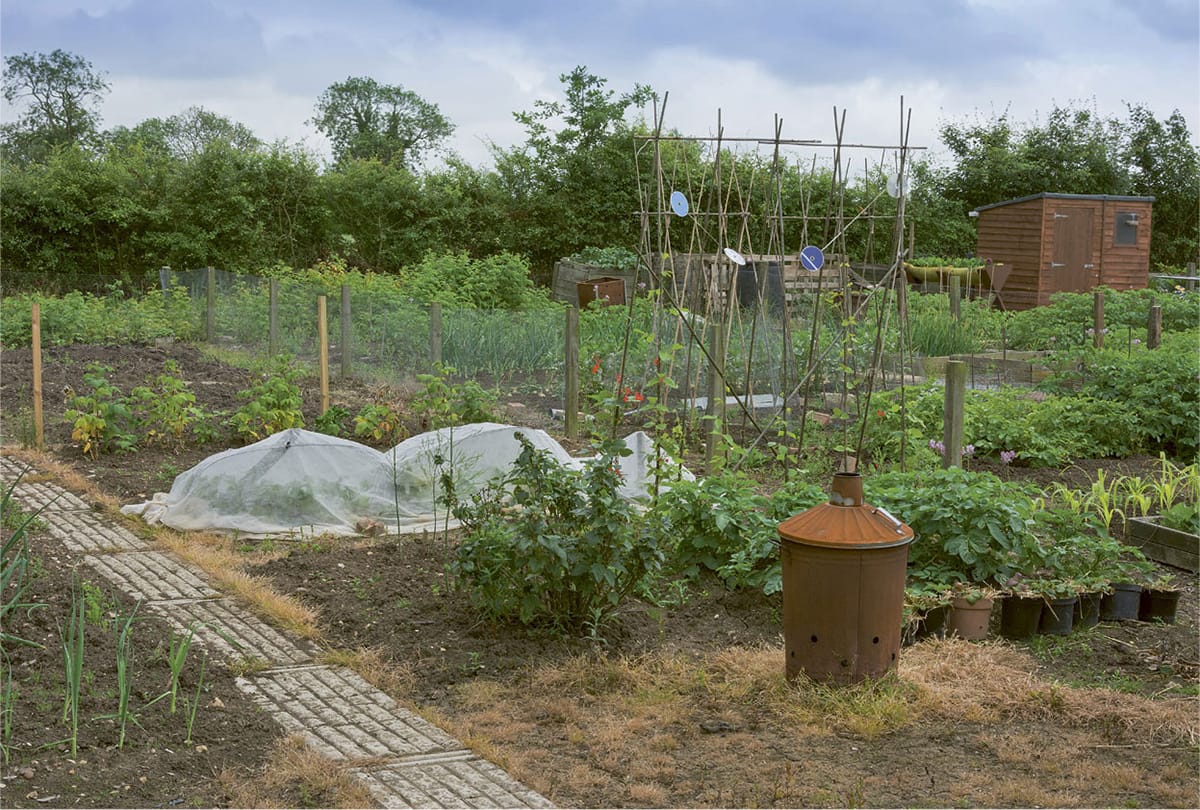 ROYAL HORTICULTURAL SOCIETY THE HALF-HOUR ALLOTMENT TIMELY TIPS FOR THE - photo 2