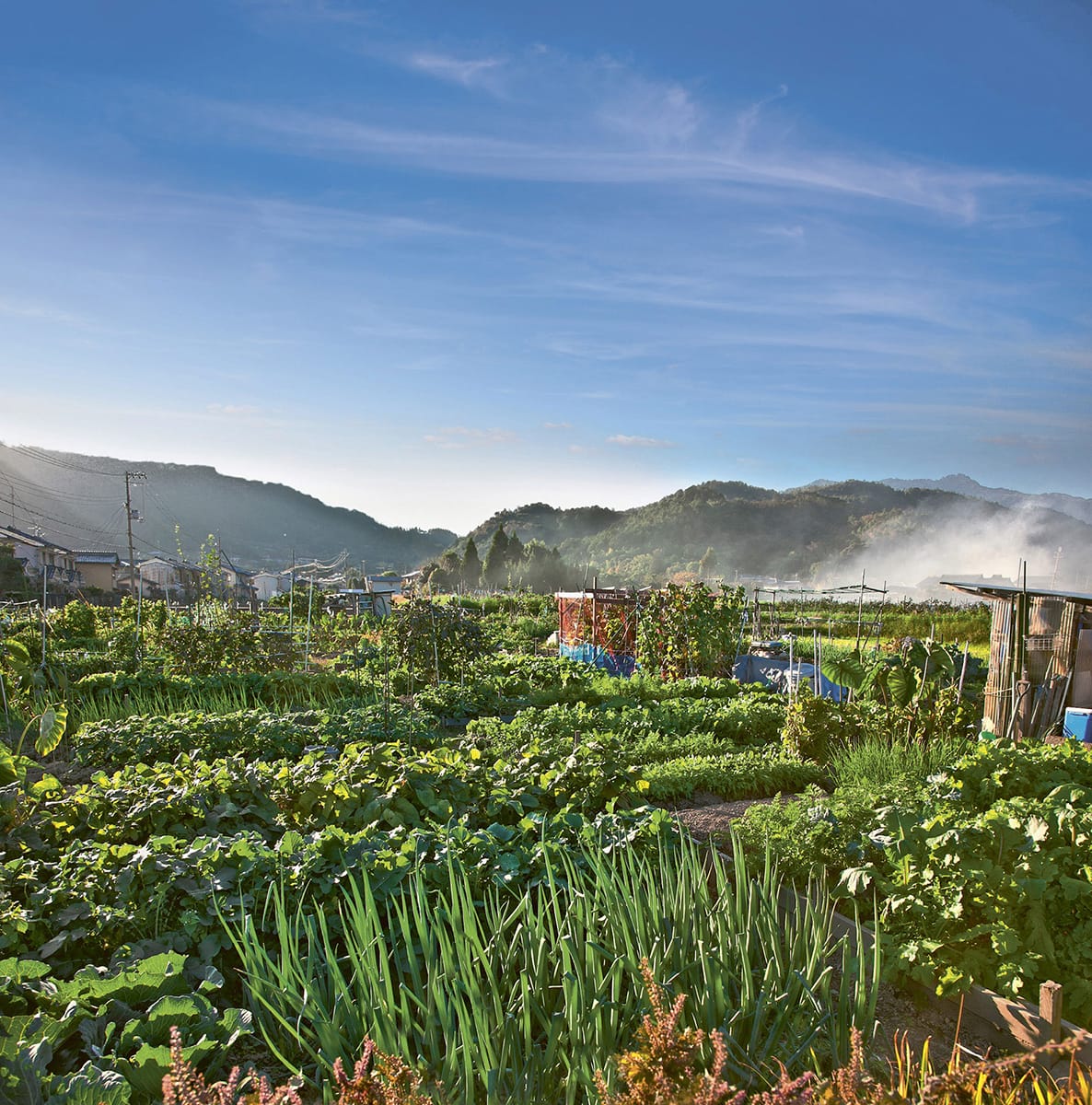 THE HALF-HOUR PRINCIPLE Introduction Everyone wants an allotment these days - photo 5