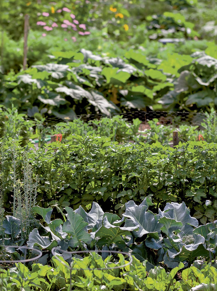 A well-kept allotment provides healthy exercise as well as the freshest fruit - photo 7