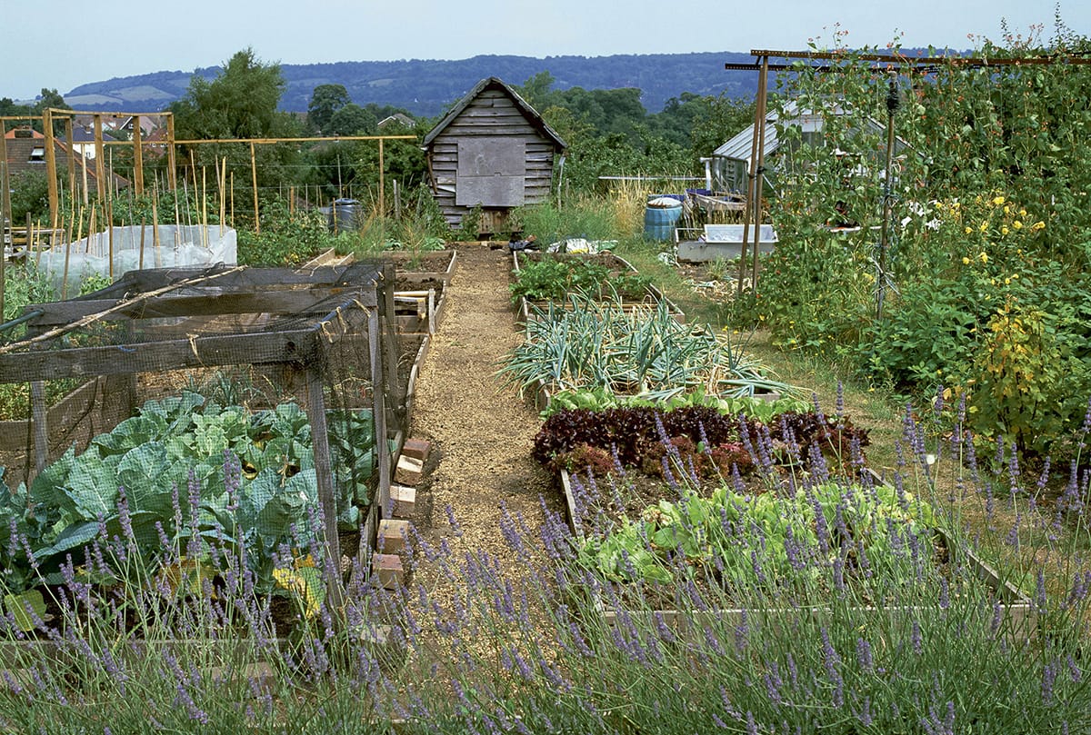 Allotments provide the space to grow a wide range of crops for year-round - photo 8