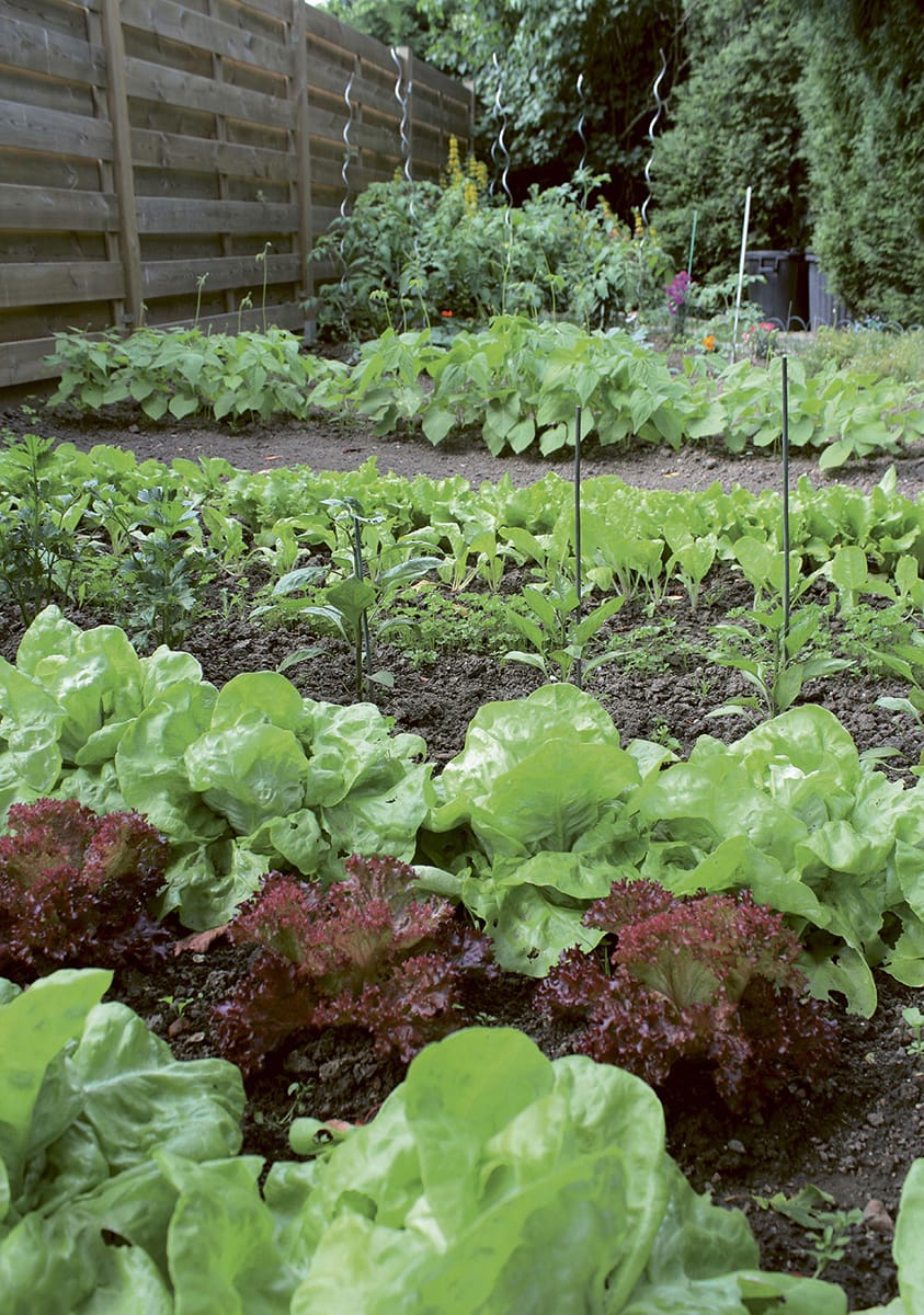 Salad crops such as a mixture of colourful lettuce varieties are among the - photo 9