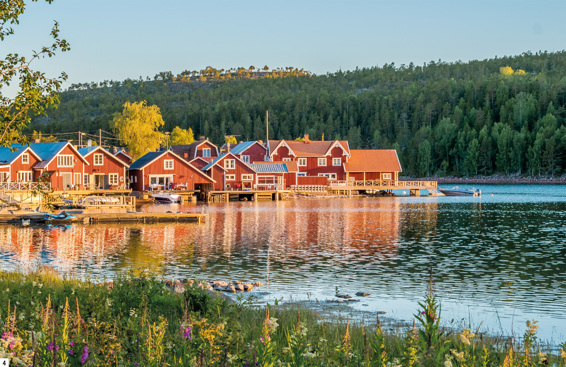 t Red huts on the edge of a lake in the High Coast Glimpsing a moose in dense - photo 4