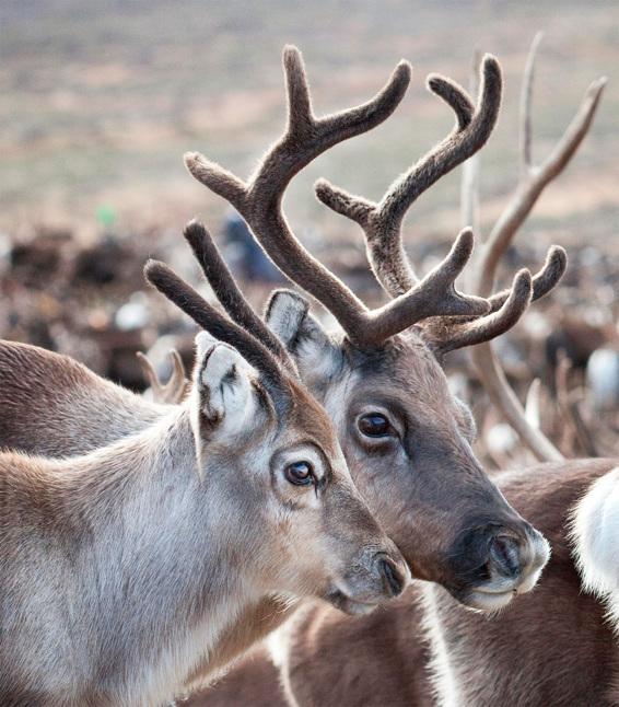 t Be it in the company of a Sami herder in the subarctic north of Lappland or - photo 13