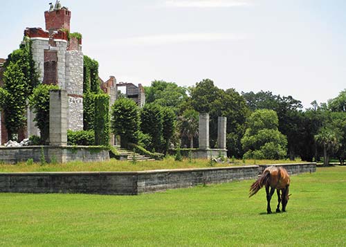 wild horses on Cumberland Island the Mills House Hotel in Charleston No - photo 7