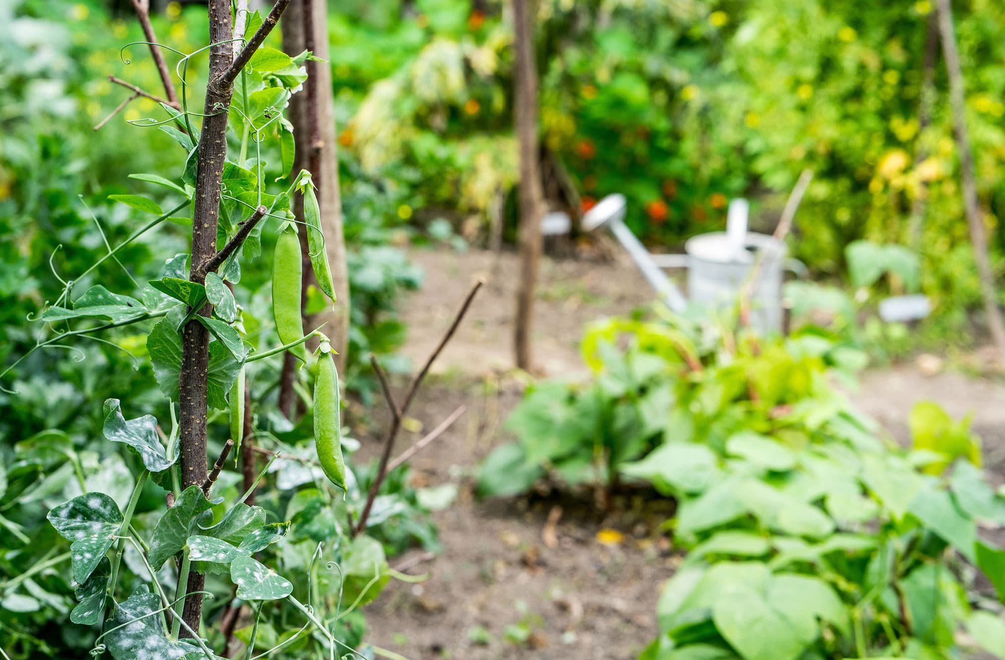 INTRODUCTION THE VALUE OF VEGETABLES For many people growing food is more - photo 5