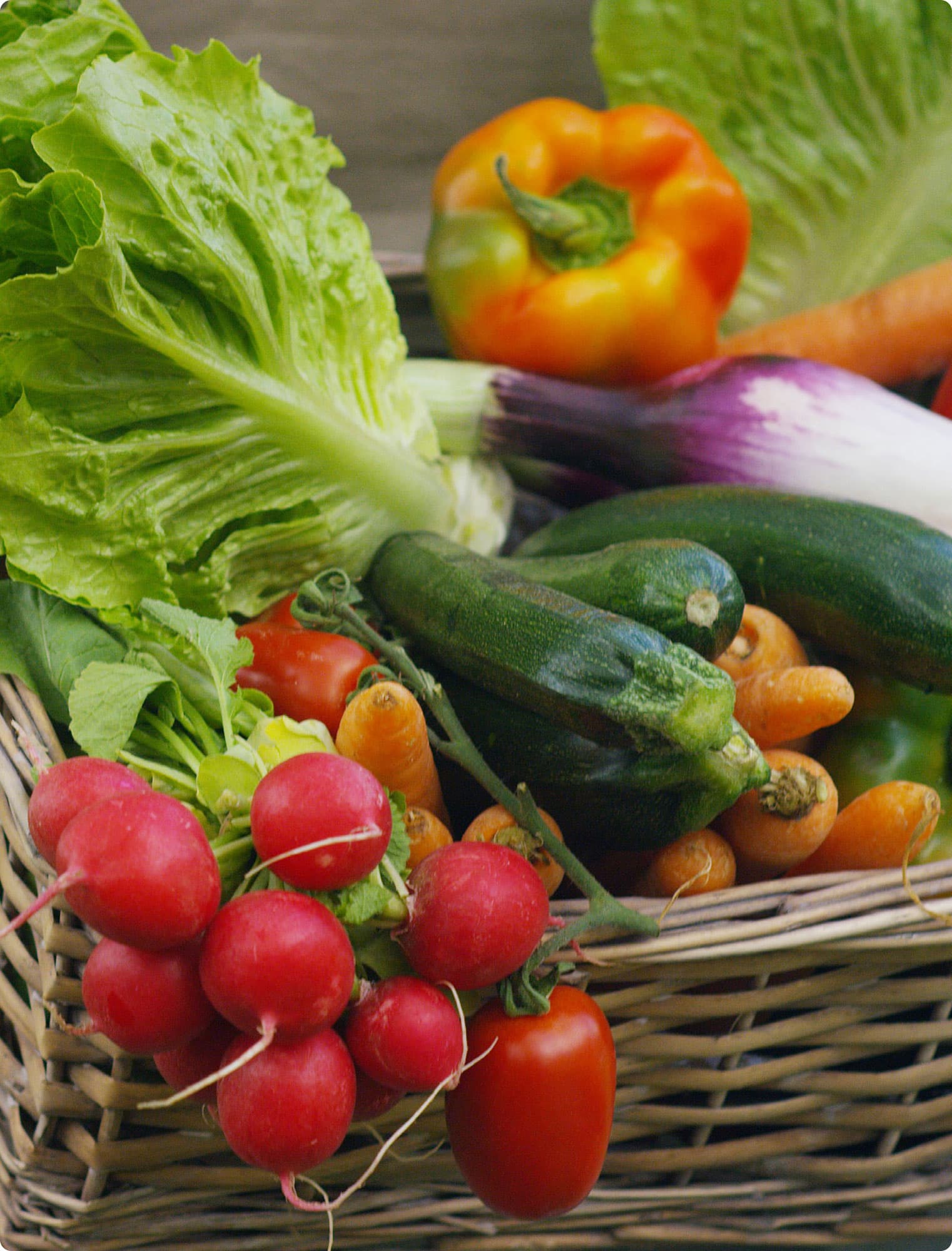 Taking a summer harvest including radish peppers courgettes and lettuce - photo 6