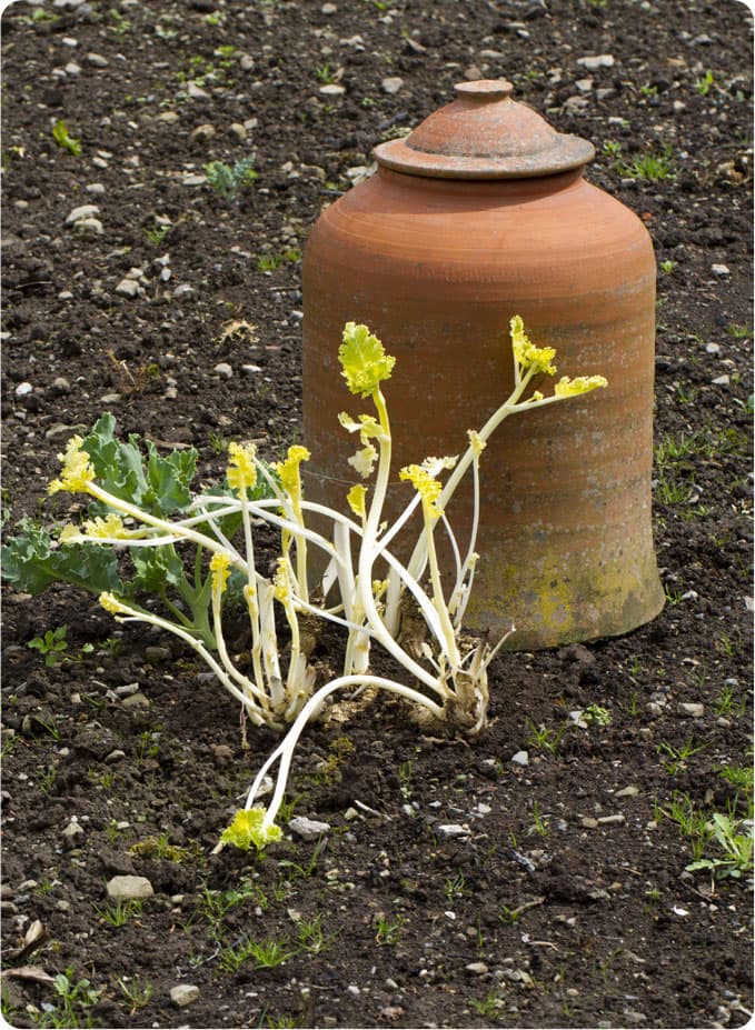 Once the forced rhubarb is harvested allow the remaining stems to grow in the - photo 7