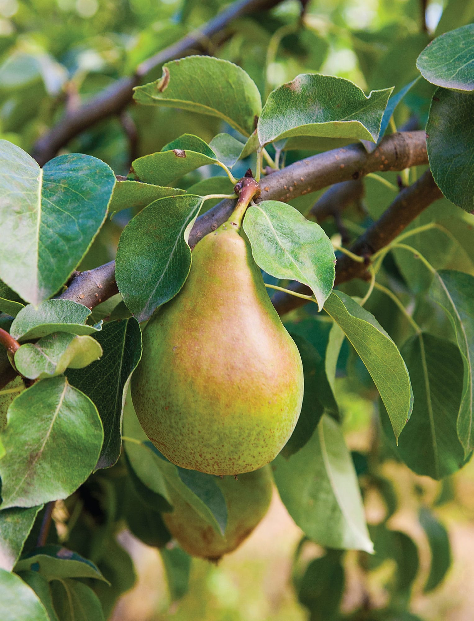 THE KEW GARDENERS GUIDE TO GROWING FRUIT THE ART AND SCIENCE TO GROW YOUR OWN - photo 2