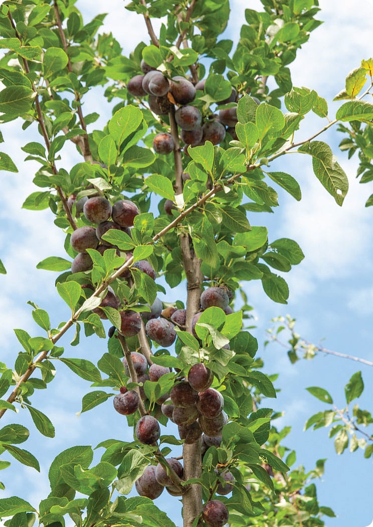 Tree fruit such as plums are crops that grow naturally as trees and now - photo 9