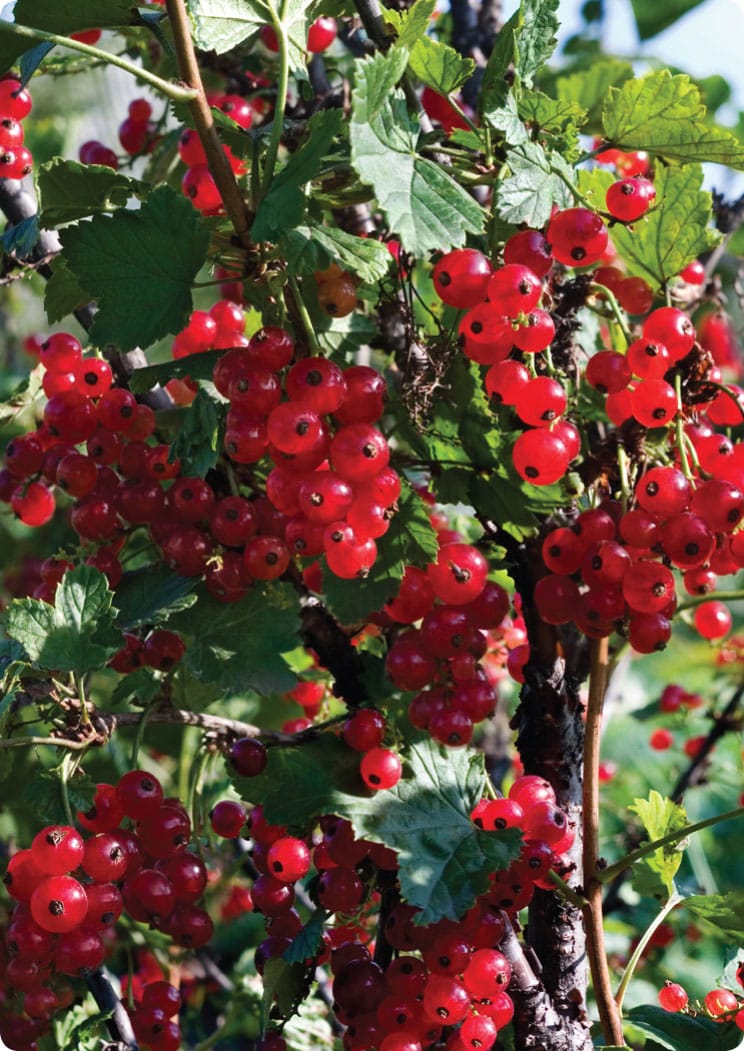 Soft fruit includes cane fruit and bush fruit such as these redcurrants as - photo 10