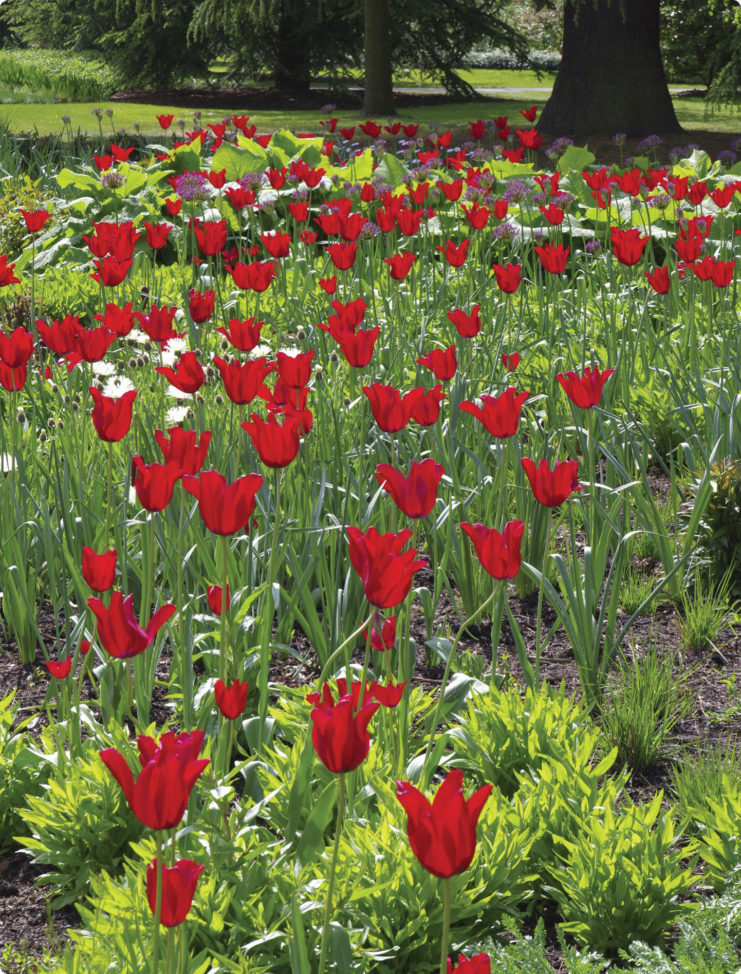 Tulipa Red Shine brings early colour to a herbaceous border TRUE BULBS A true - photo 6