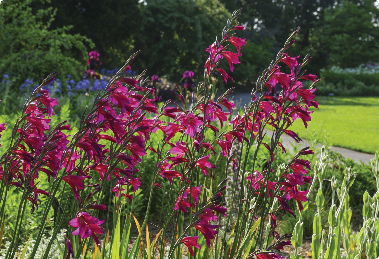 Gladioli such as this beautiful Gladiolus byzantinus grow from corms but - photo 7