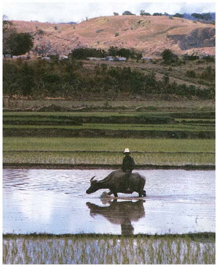 A rice paddy in the Phillipines 1989 The International Bank for - photo 6