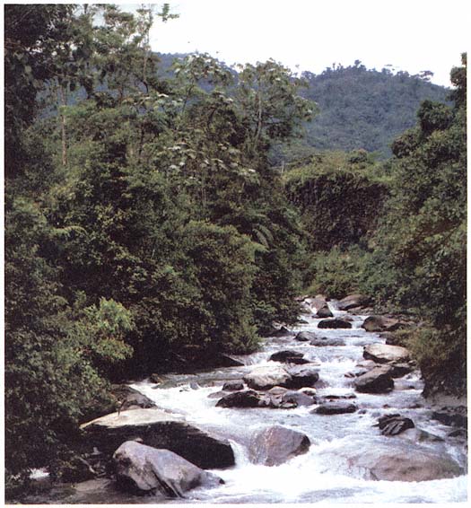 A rain forest in Ecuador Page 5 A New Era of Environmental - photo 16