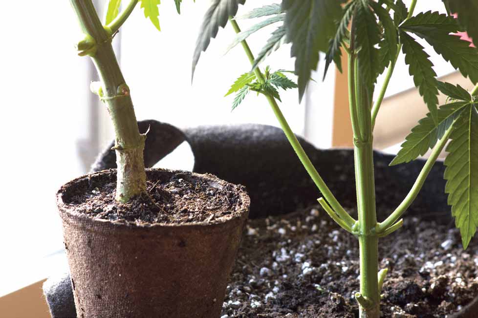 On the left the stem of a male cannibas plant On the right the stem of a - photo 11